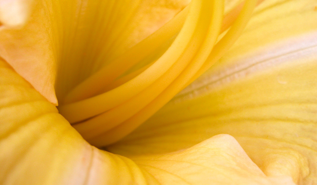 Желтые лепестки, Цветы