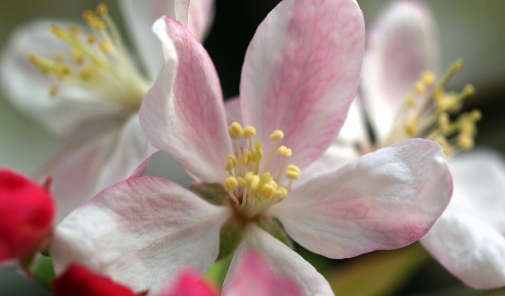 Цветы жизни