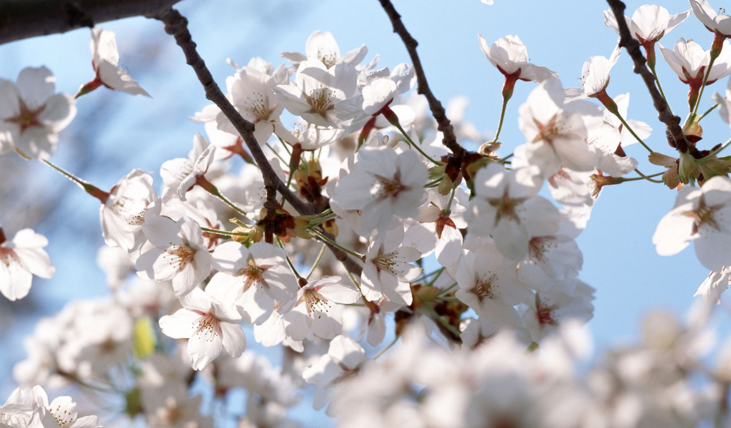 Белые цветы на деревьях