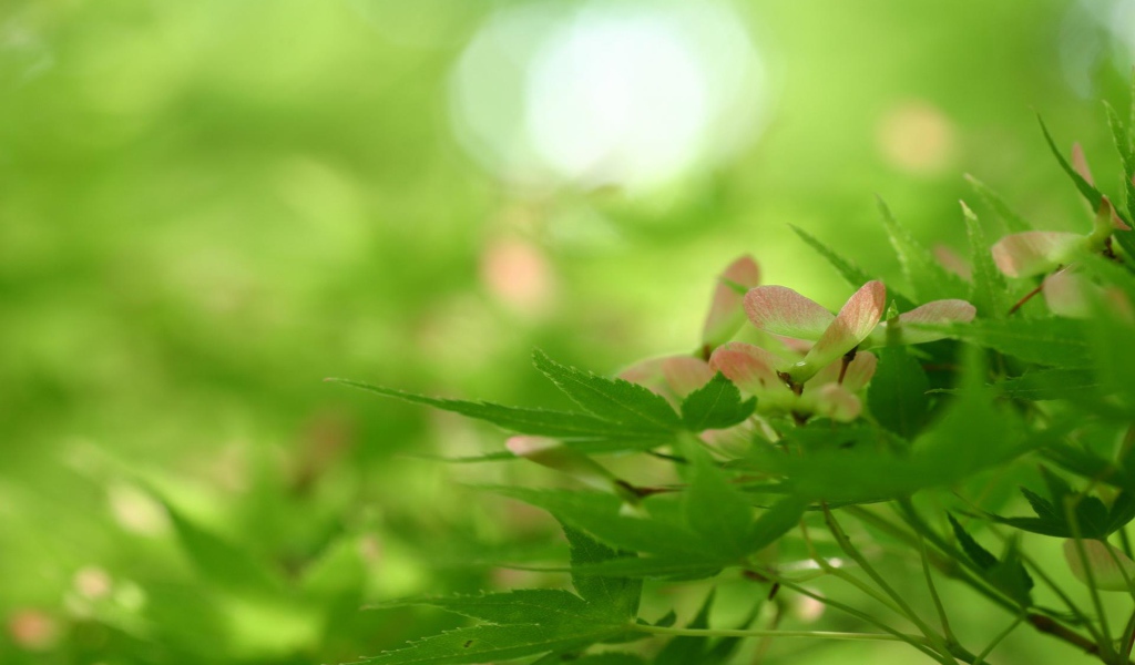 Превосходство природы