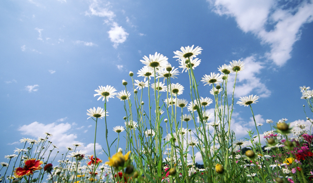 Цветы великаны