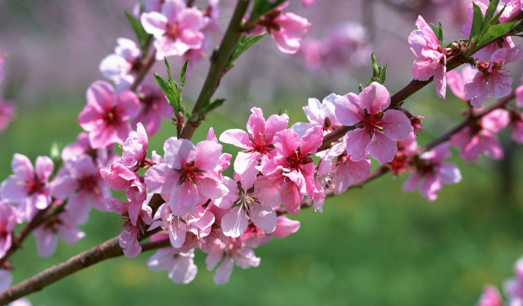 Запах весны