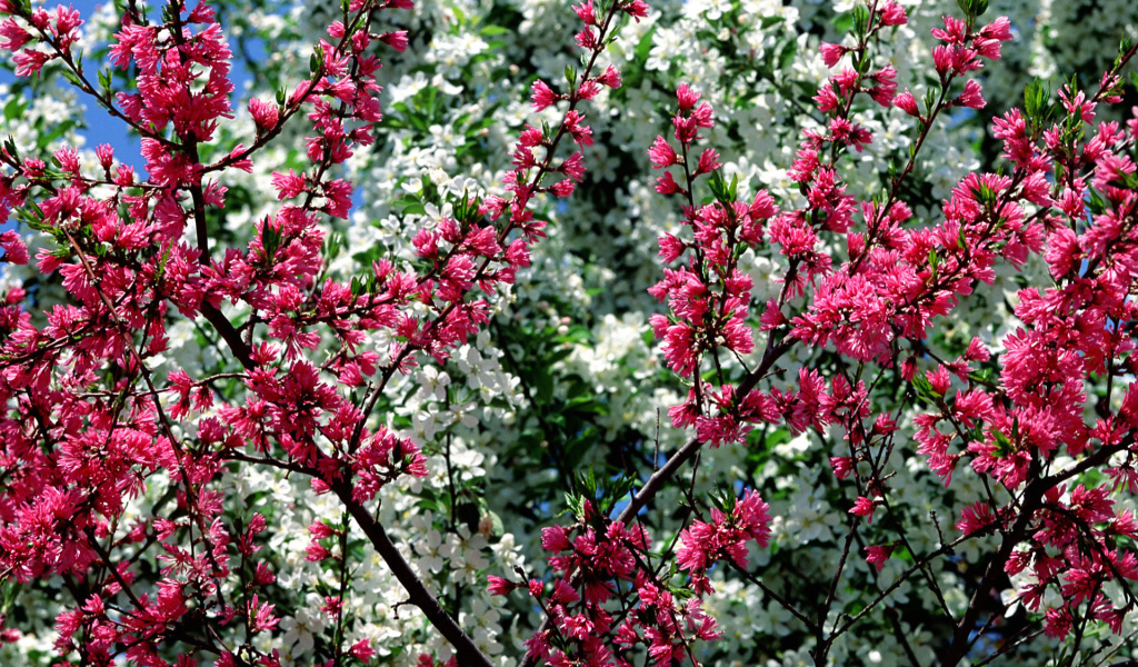 Весна в цветах