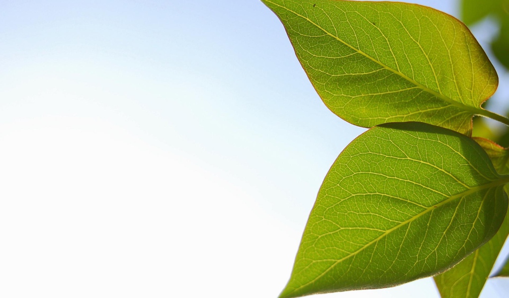 Весенние листья