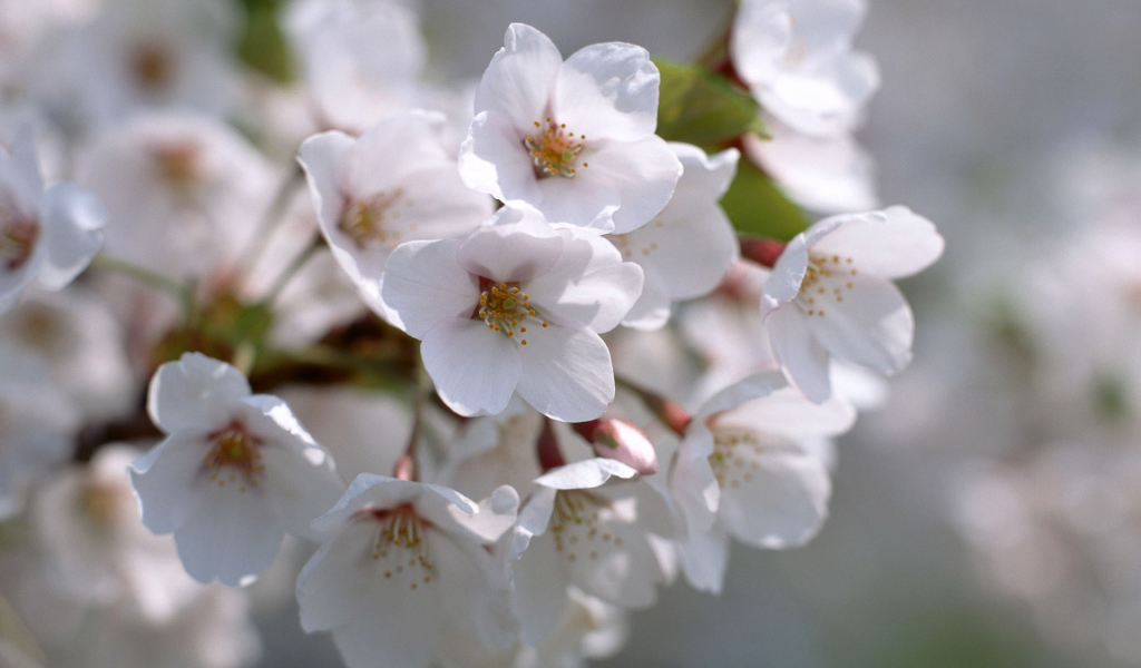 Белые цветы жизни