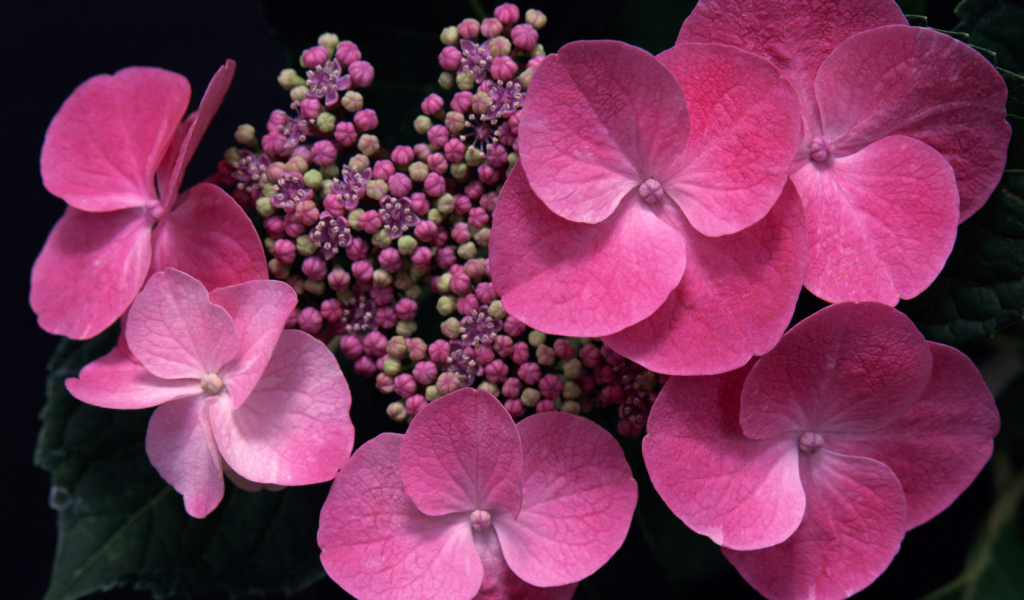 розовый в тени, Цветах