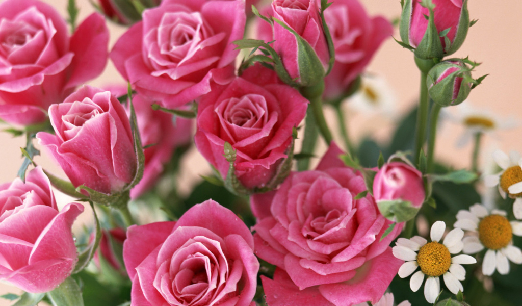 красные розы, Цветы