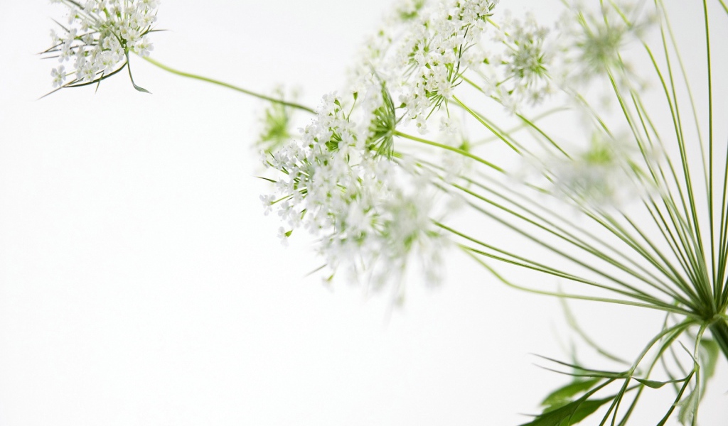 белые цветы, Цветы