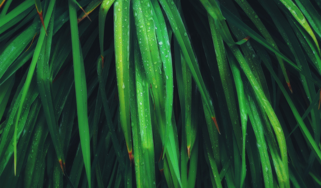 Умирающие листья