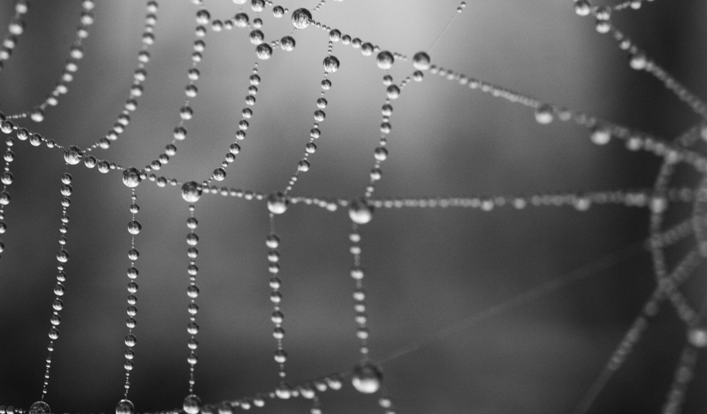 Серая паутина