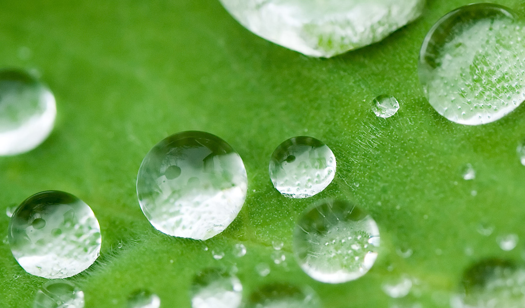 Маленькие капли на листке