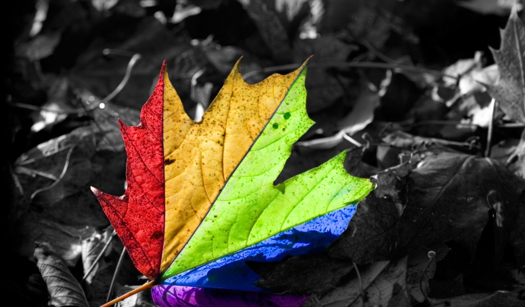 Кленовый лист