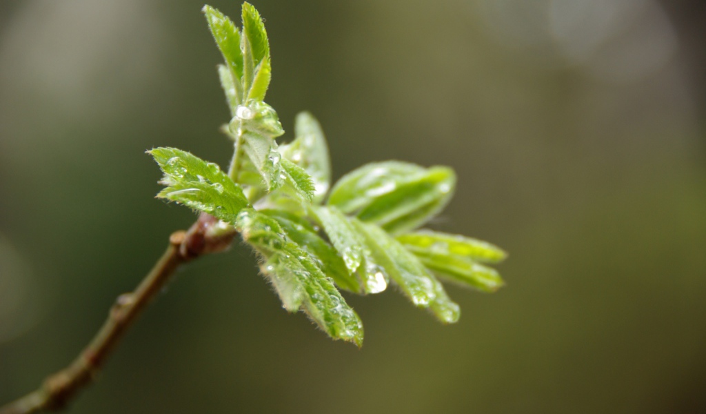 После дождя