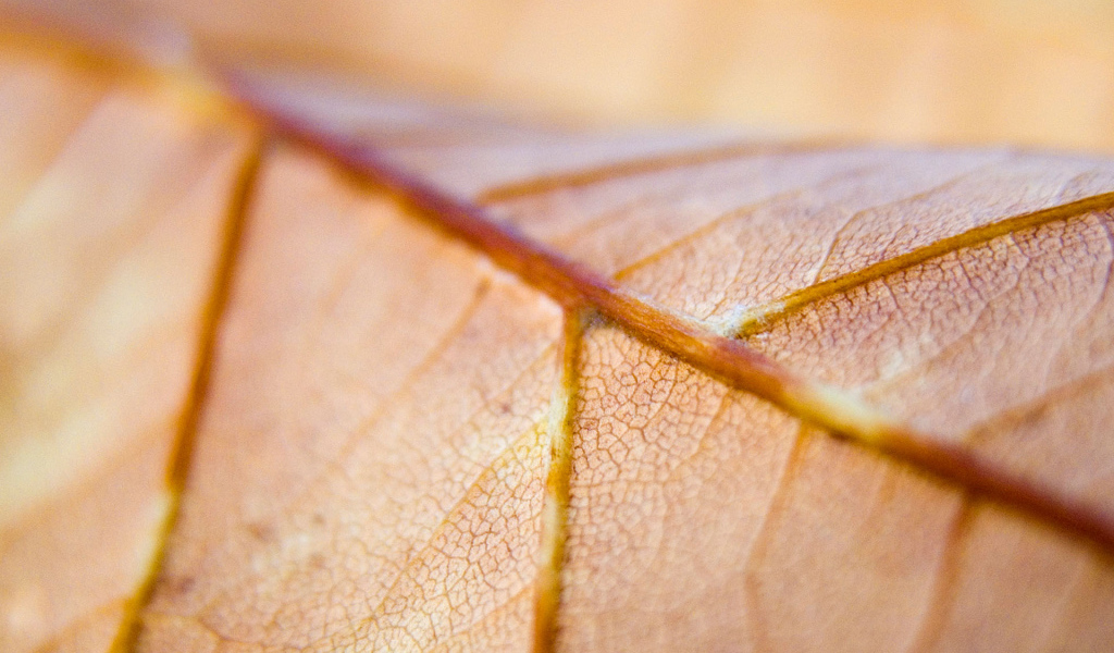 Коричневый лист