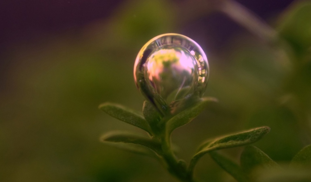 Пузырь на растении