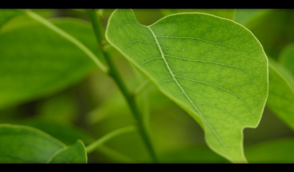 Китайское масло