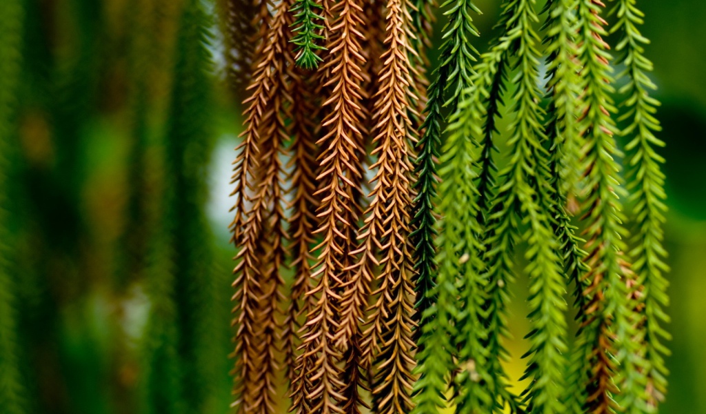 Альпинисты