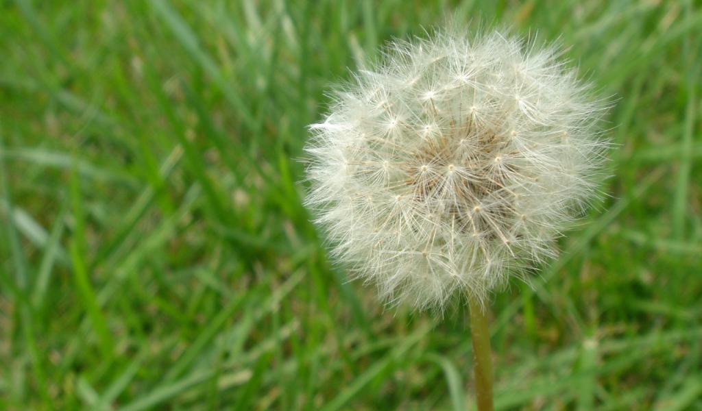 Одуванчик