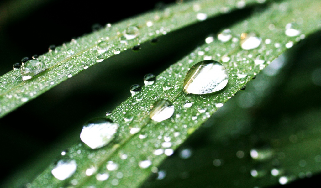 Темно-зеленые капли