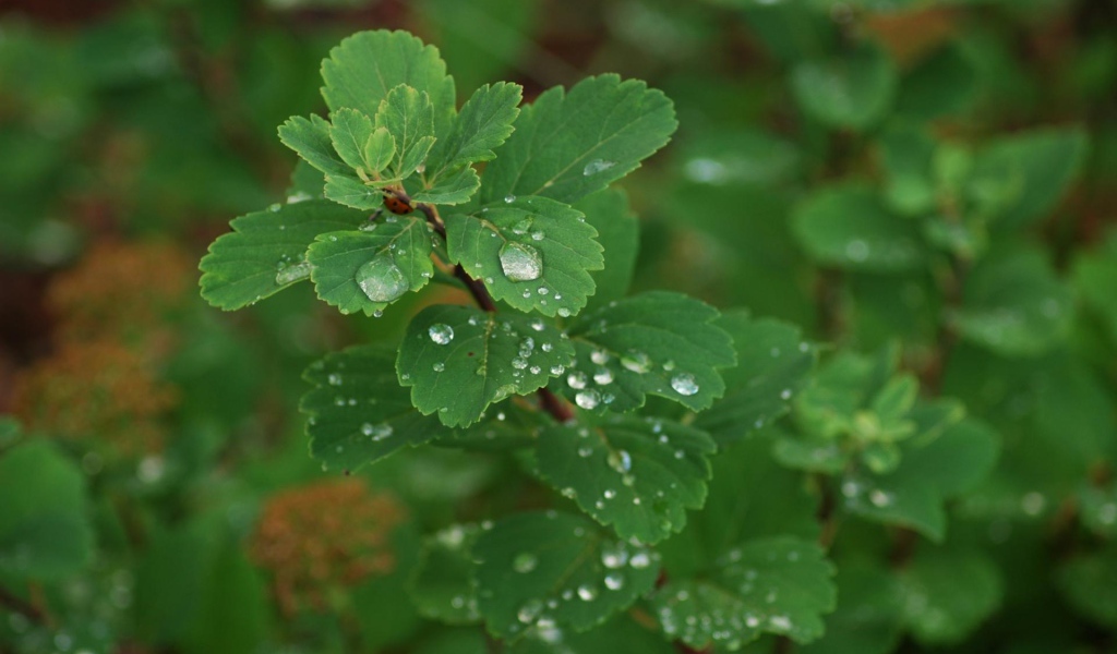 Роса на листьях