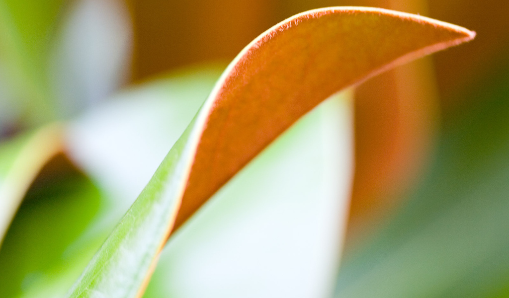 Двойной лист