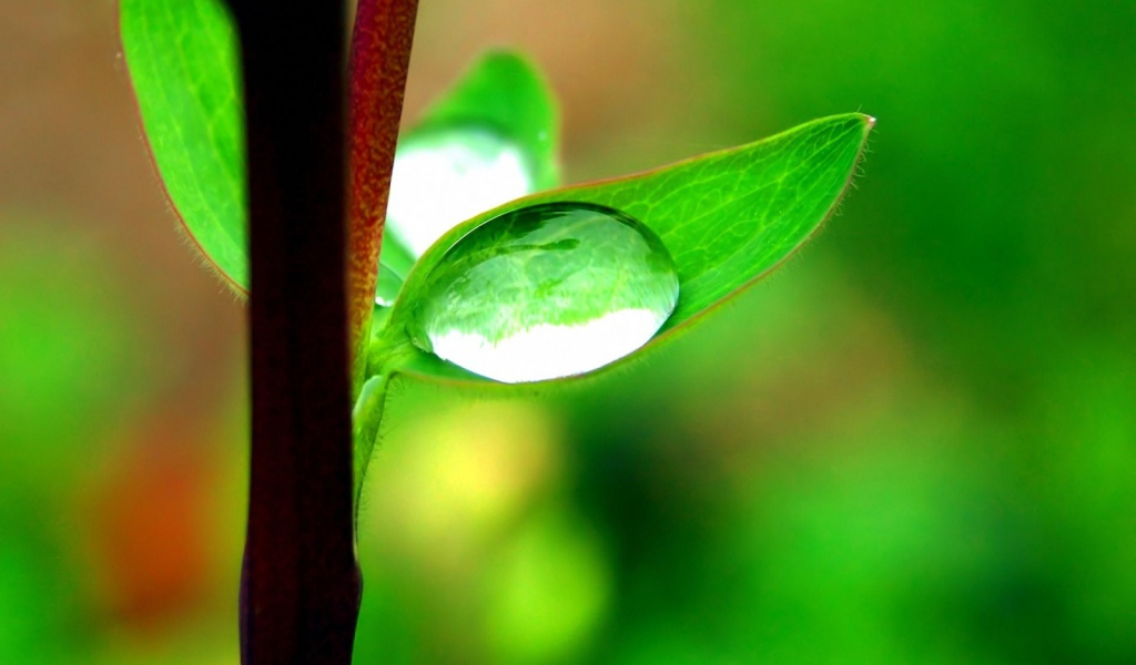 Капля на маленьком листке