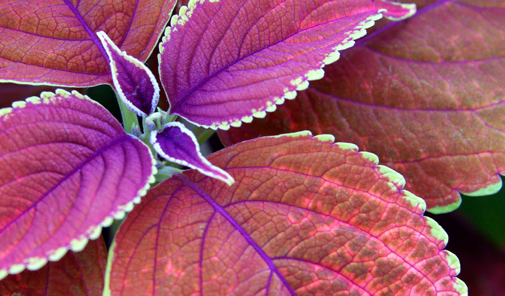 Немного фиолетовых листьев