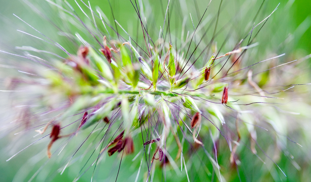 Цветок с шипами