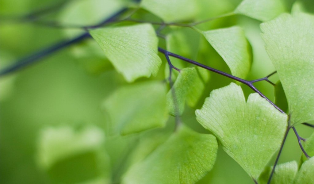 Призрачные листья