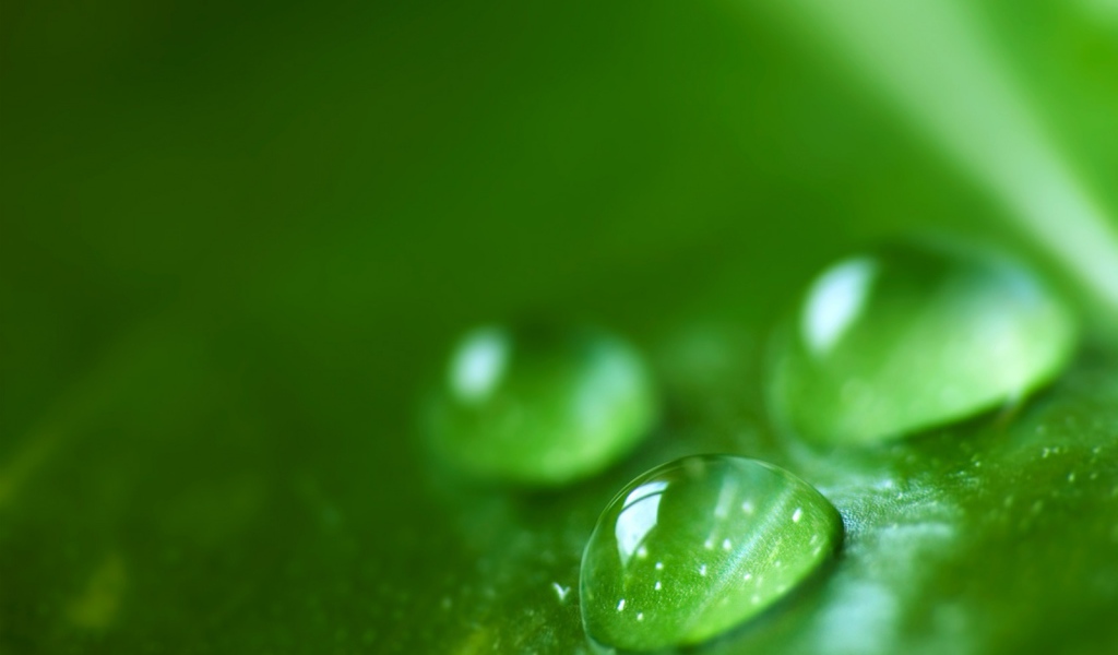 Зеленая роса