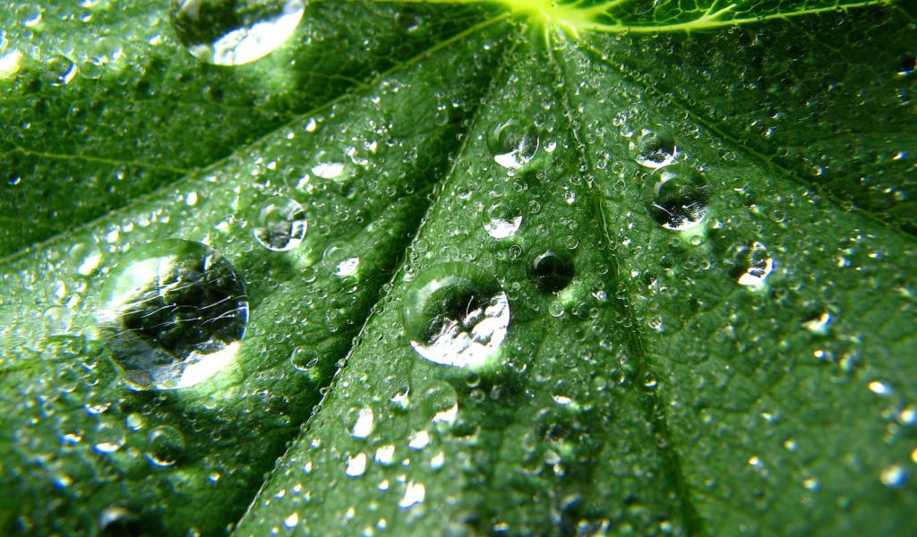 Зеленые капли