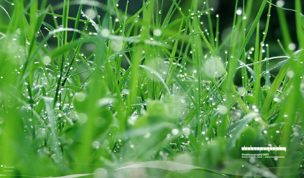 Зеленая травка