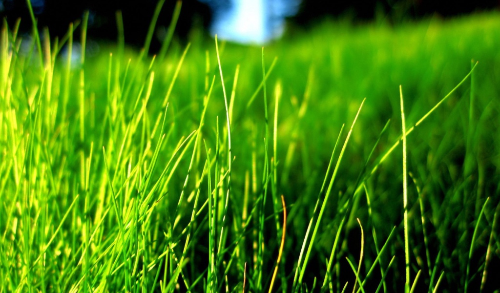 Зеленая трава