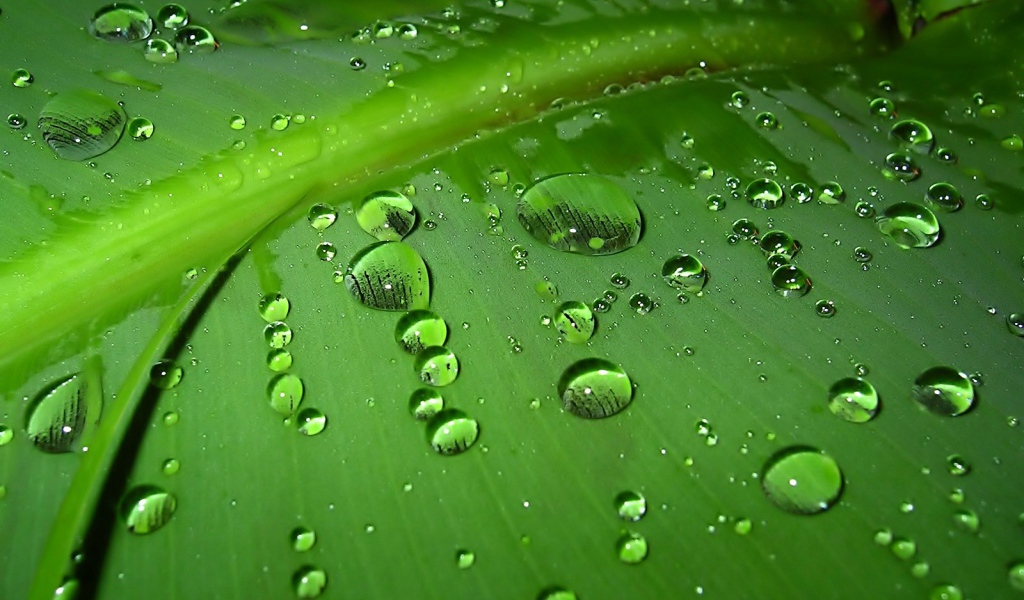 Зеленый лист