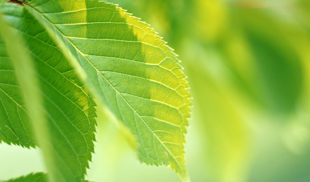 Зеленая жизнь