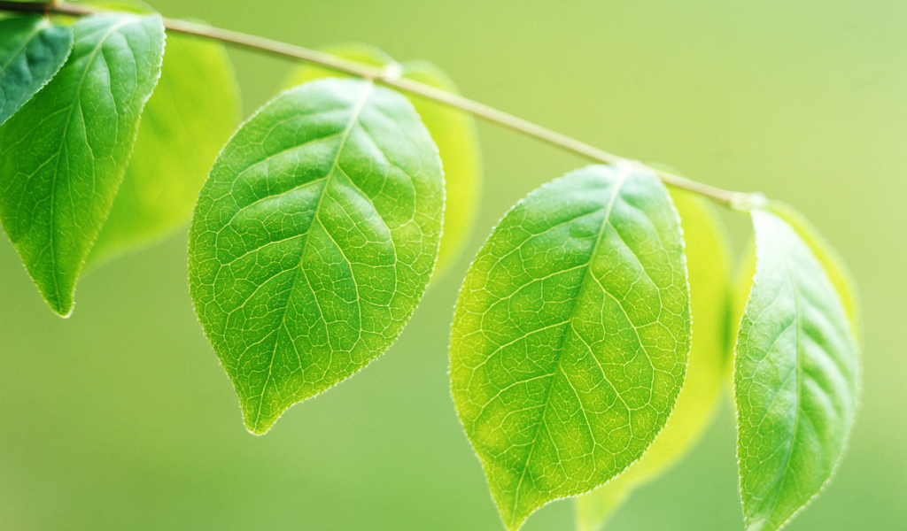 Зеленое потомство