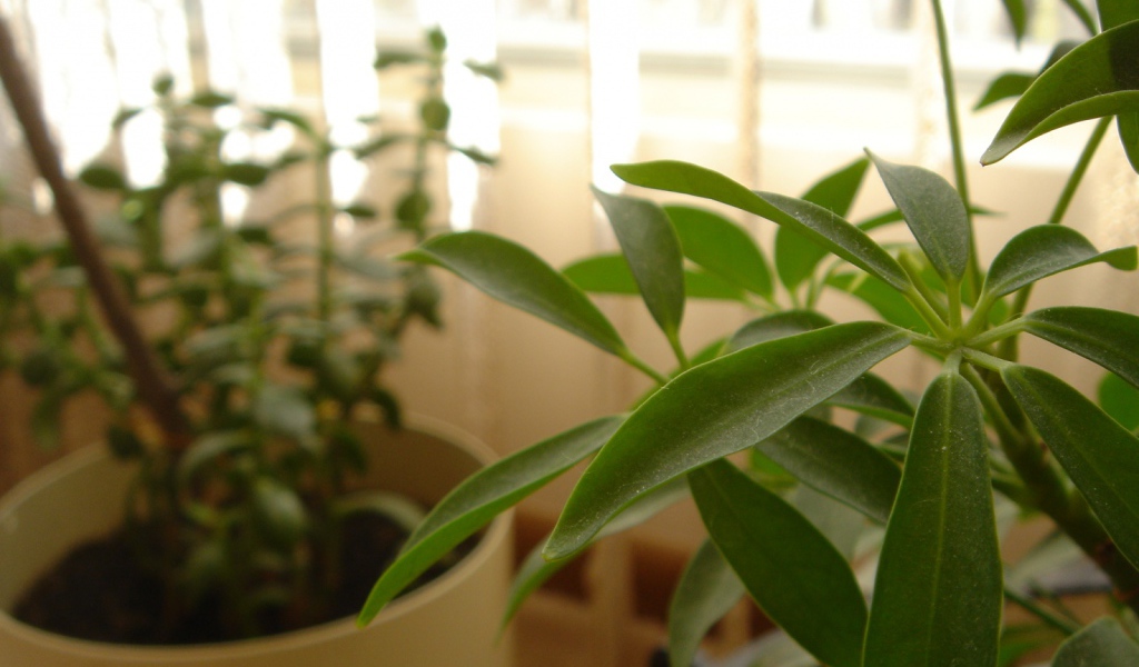 Зеленое растение