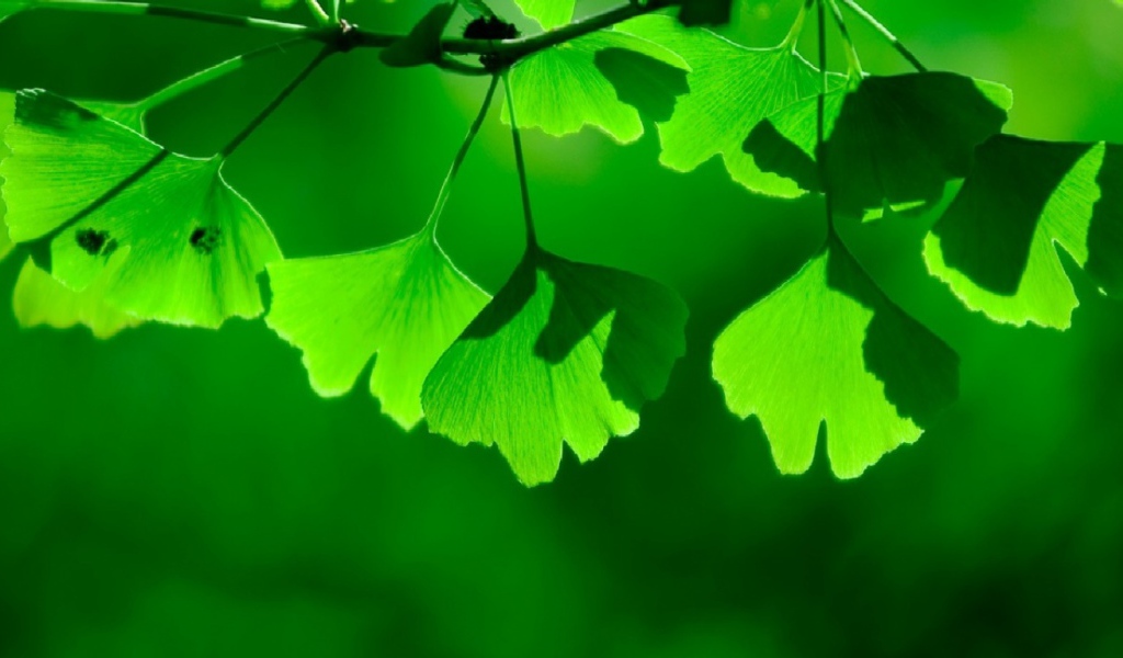 Зеленая тень