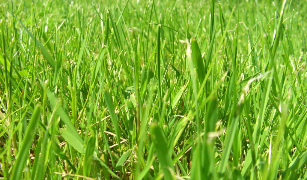 Зеленое лето