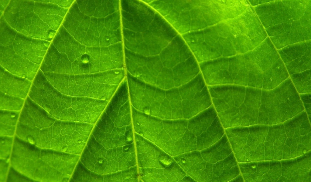 Зеленый яркий лист