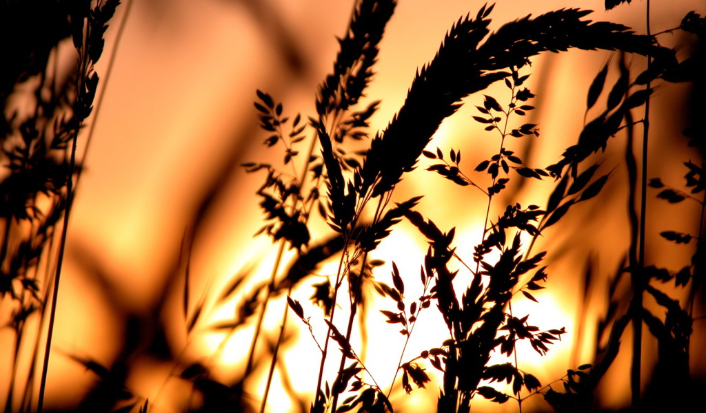 Сено в свете заката