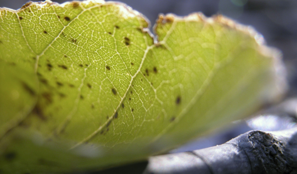 Несовершенный лист