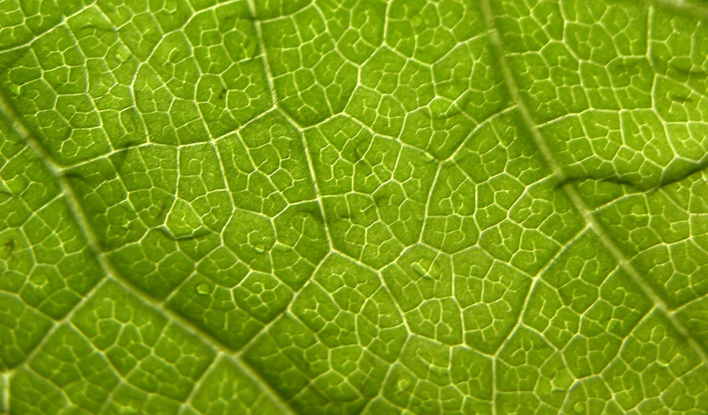 Волны листа