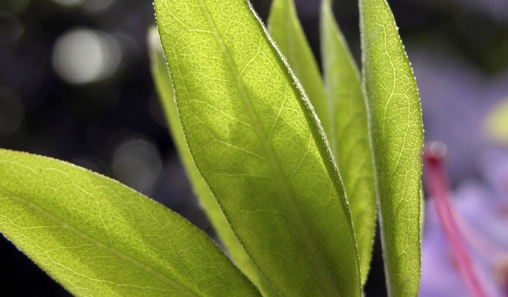 Листья в свете