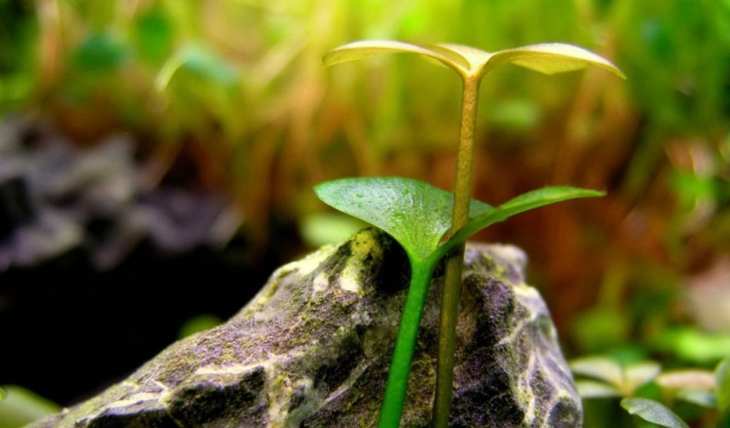 Два расточка