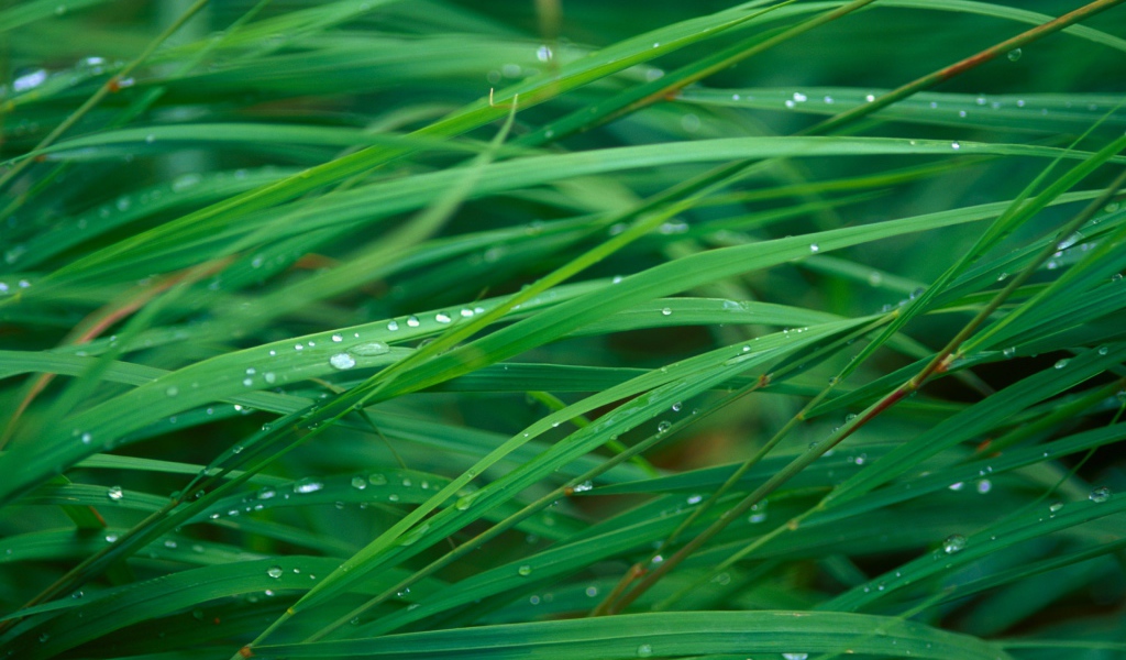 Лезвие травы леопарда