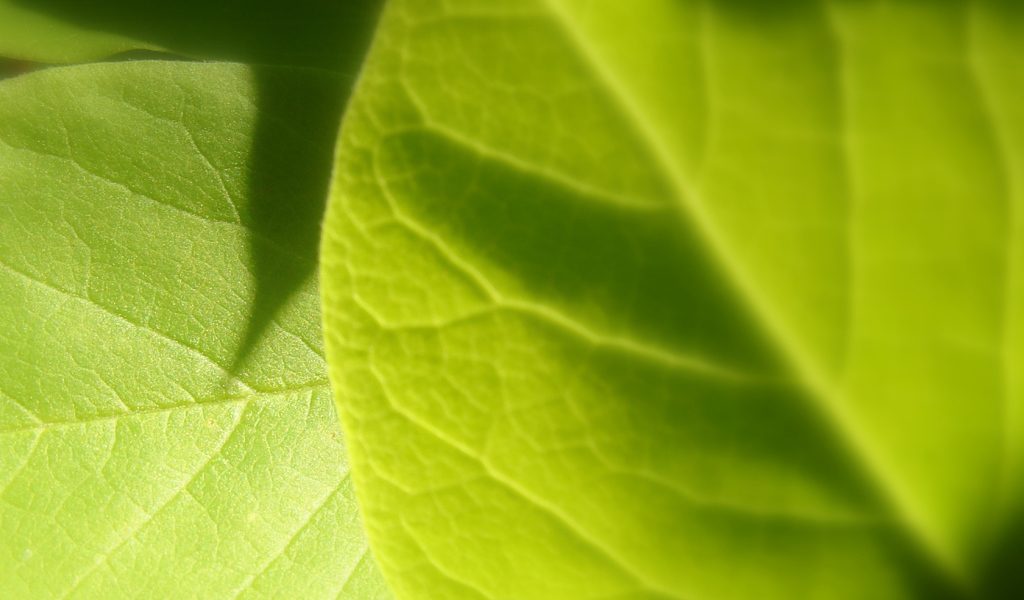 Светло-зеленый листик