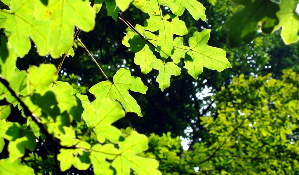 Светло-зеленые листья