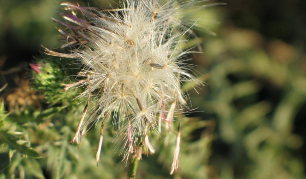 Потерянный цветок