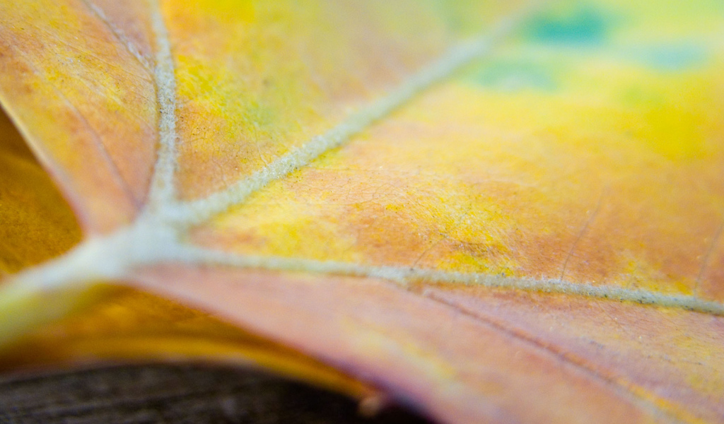 Многокрасочный лист